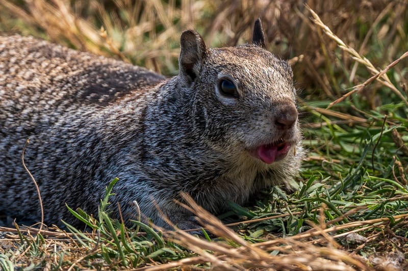 Photo from “Squirrels”