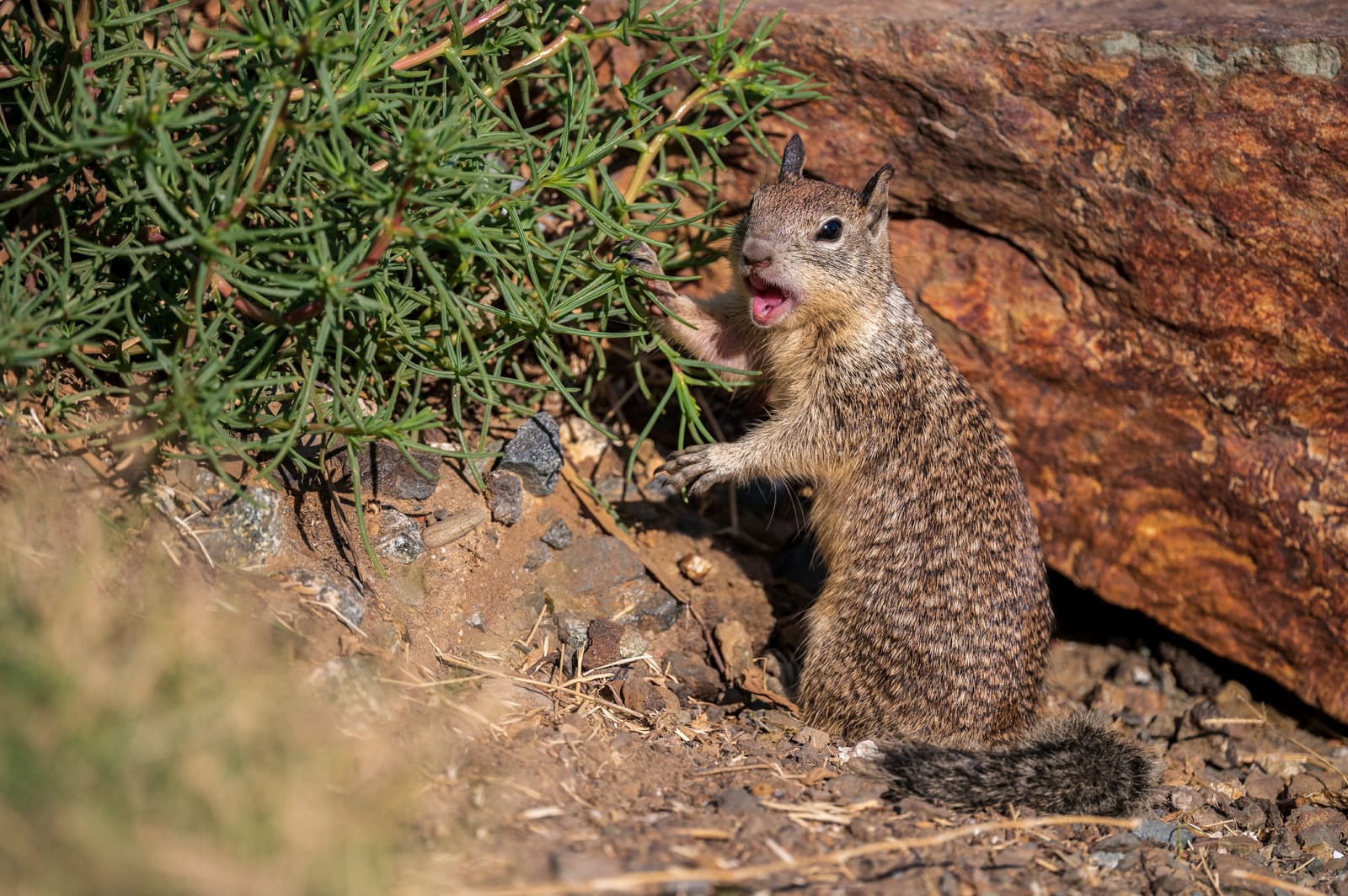 Photo from “Squirrels”