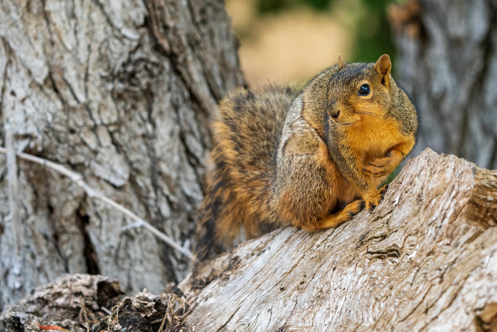 Photo from “Squirrels”