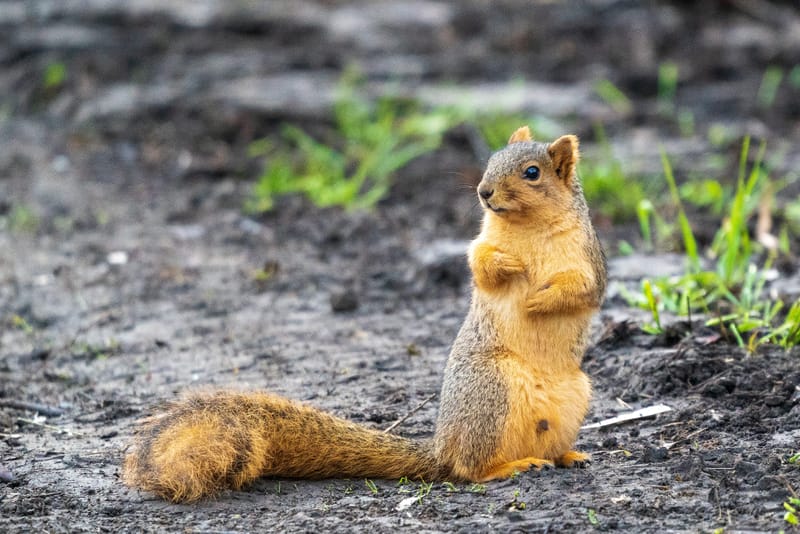 Photo from “Squirrels”