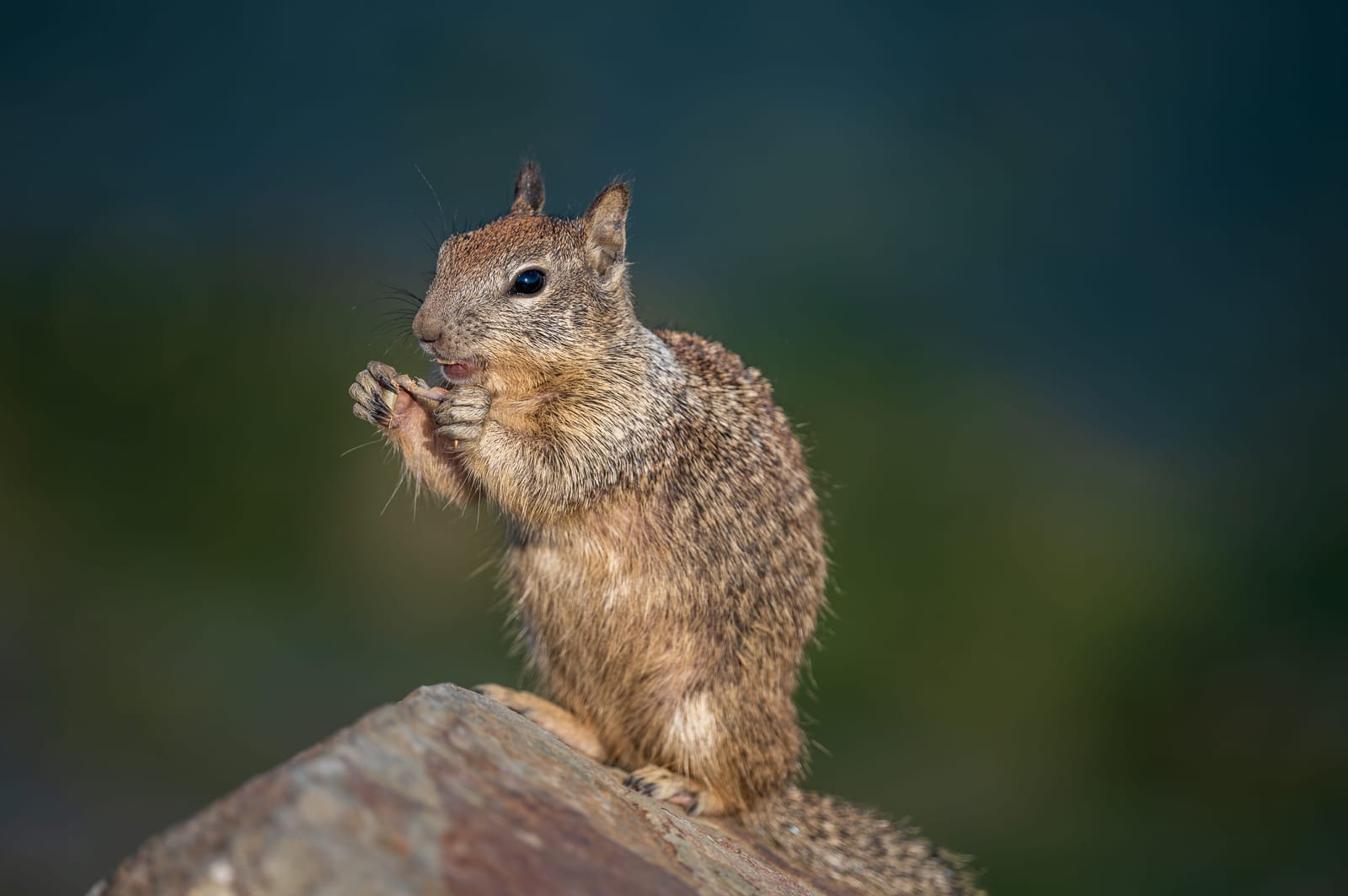 Photo from “Squirrels”