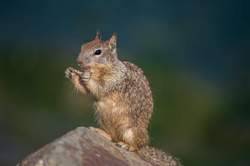 Photo from “Squirrels”