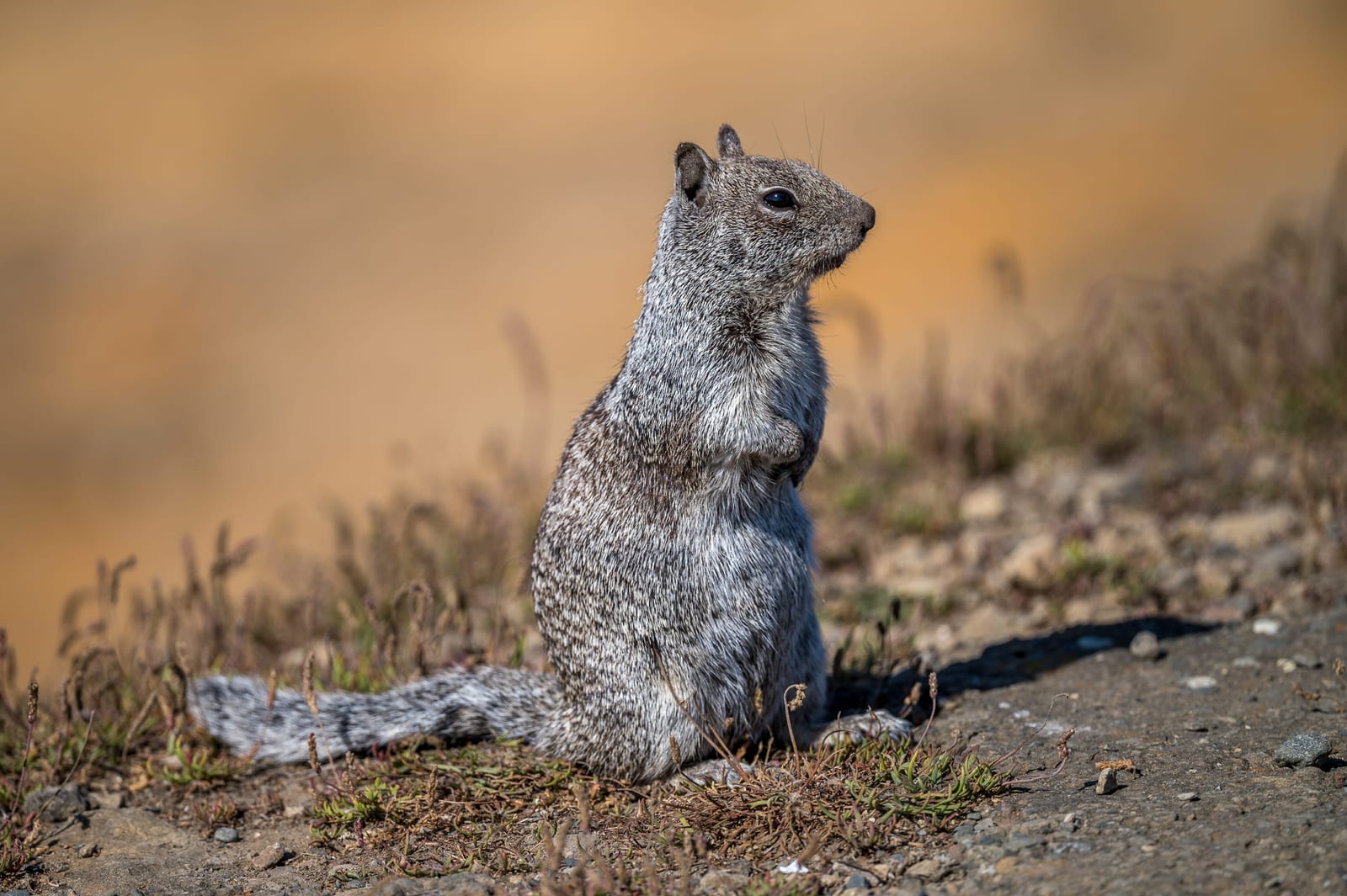 Photo from “Squirrels”