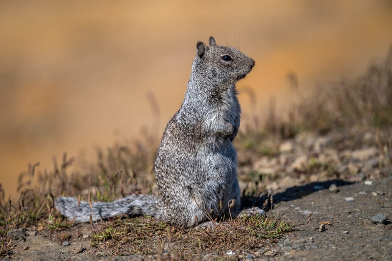 Photo from “Squirrels”