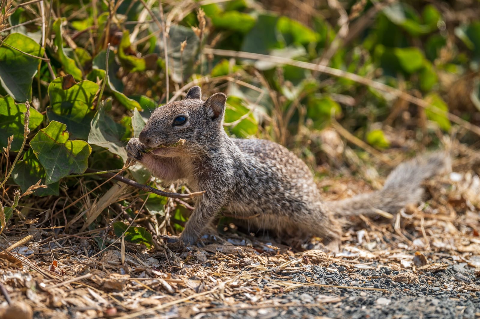 Photo from “Squirrels”