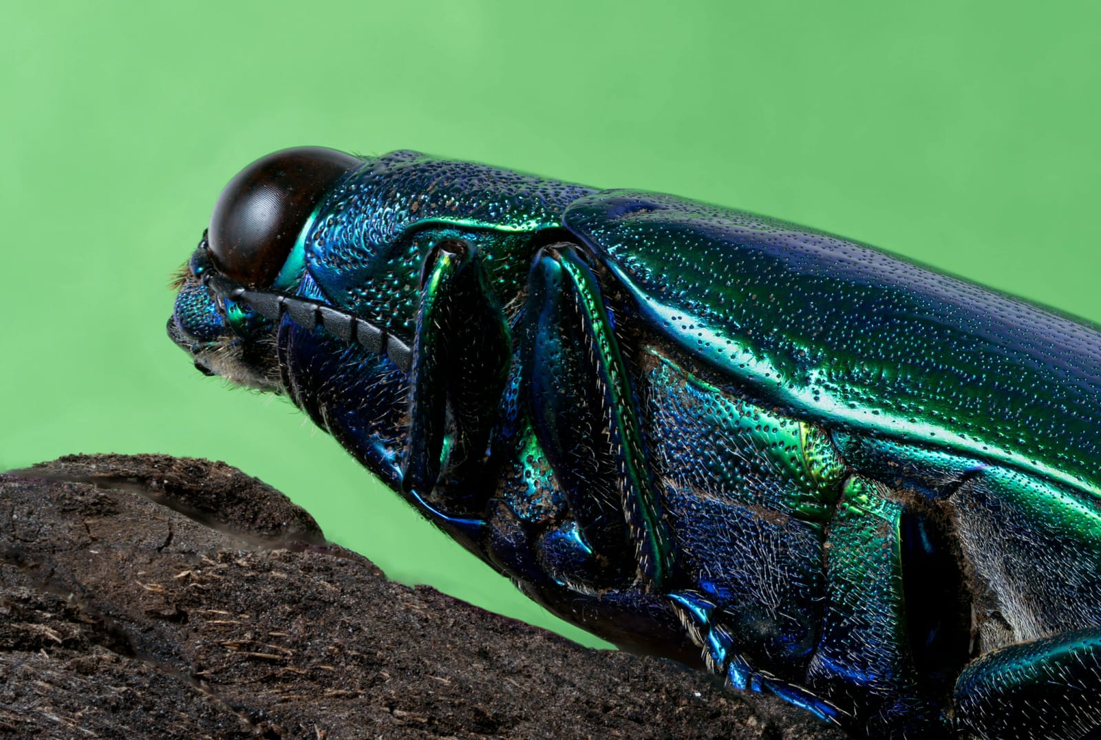 Photo from “Stacked macro”