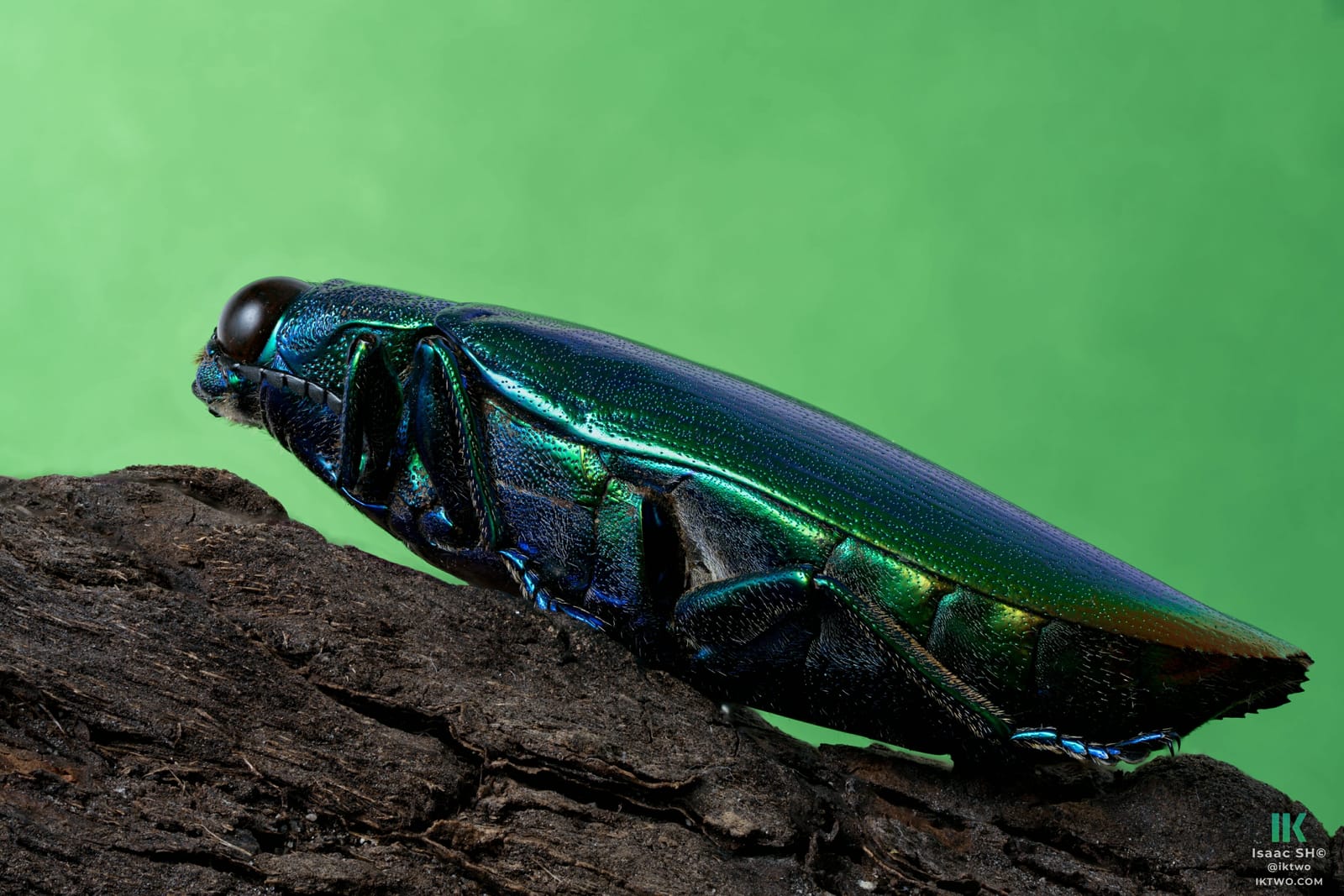 Jewel beetle - Chrysochroa fulminans - 390 photographs