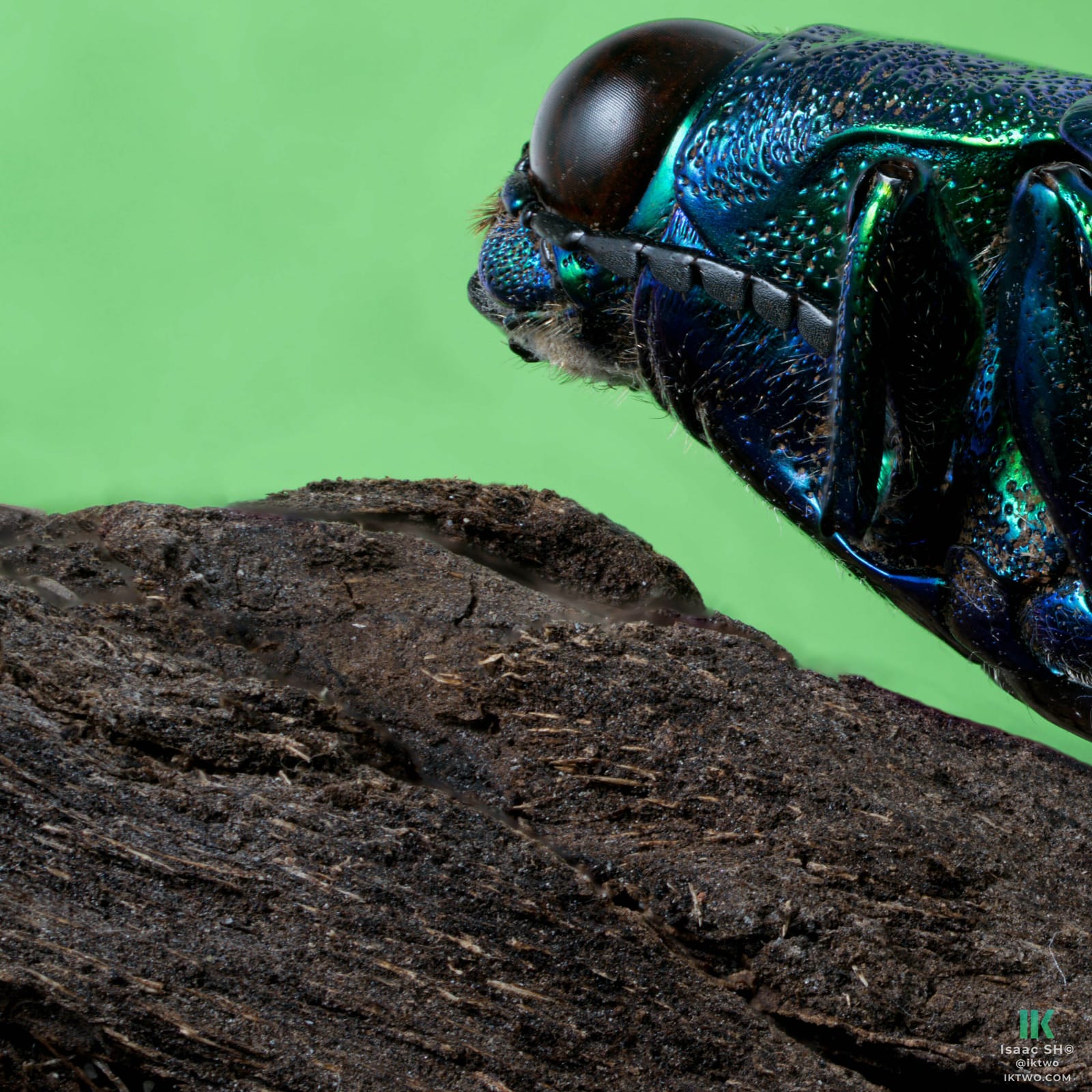 Photo from “Stacked macro”