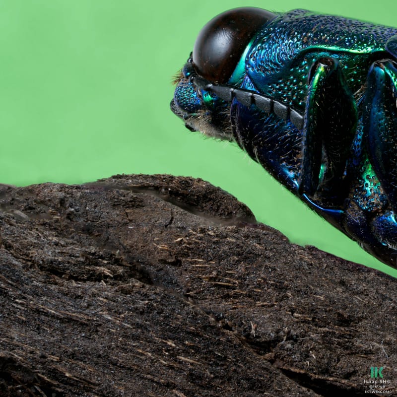 Photo from “Stacked macro”