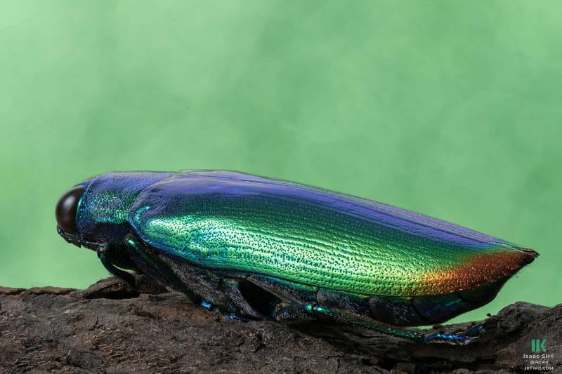 Jewel beetle - Chrysochroa fulminans - 427 photographs