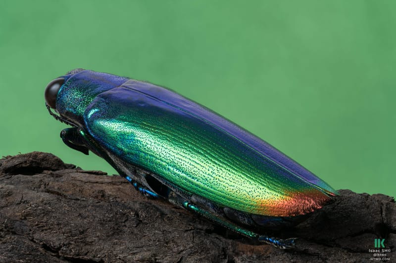 Jewel beetle - Chrysochroa fulminans - 65 photographs