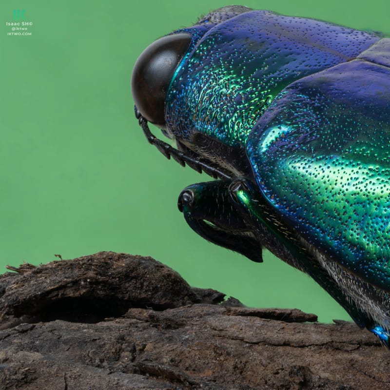 Photo from “Stacked macro”