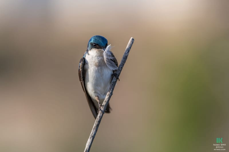 Photo from “Swallows”