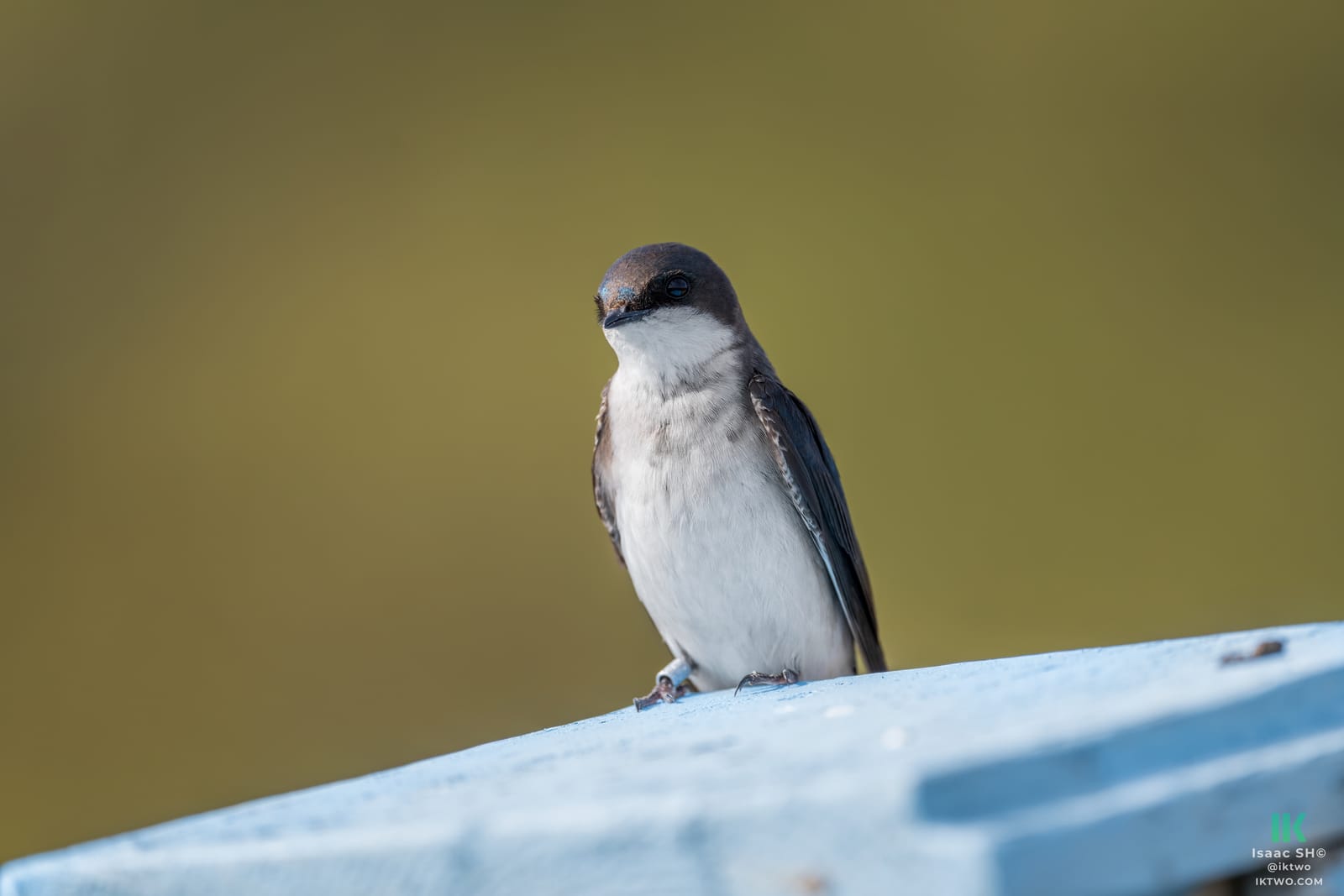 Photo from “Swallows”