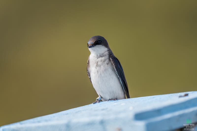 Photo from “Swallows”