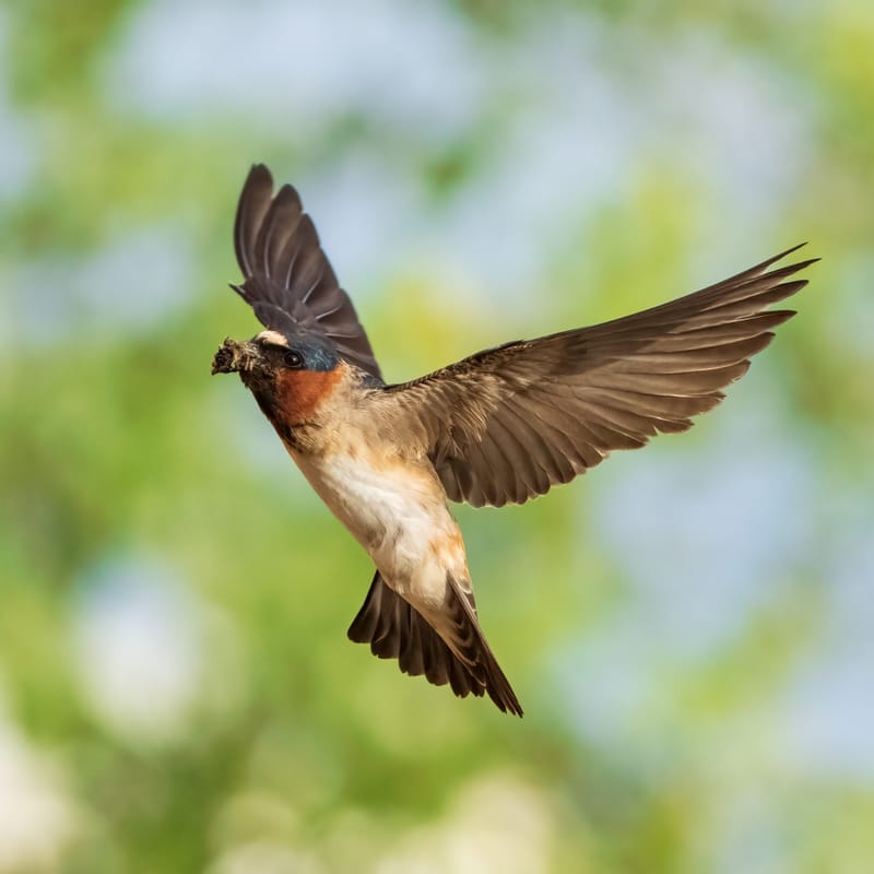 Photo from “Swallows in flight”