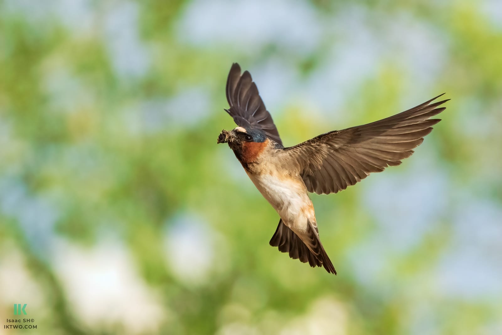 Photo from “Swallows in flight”