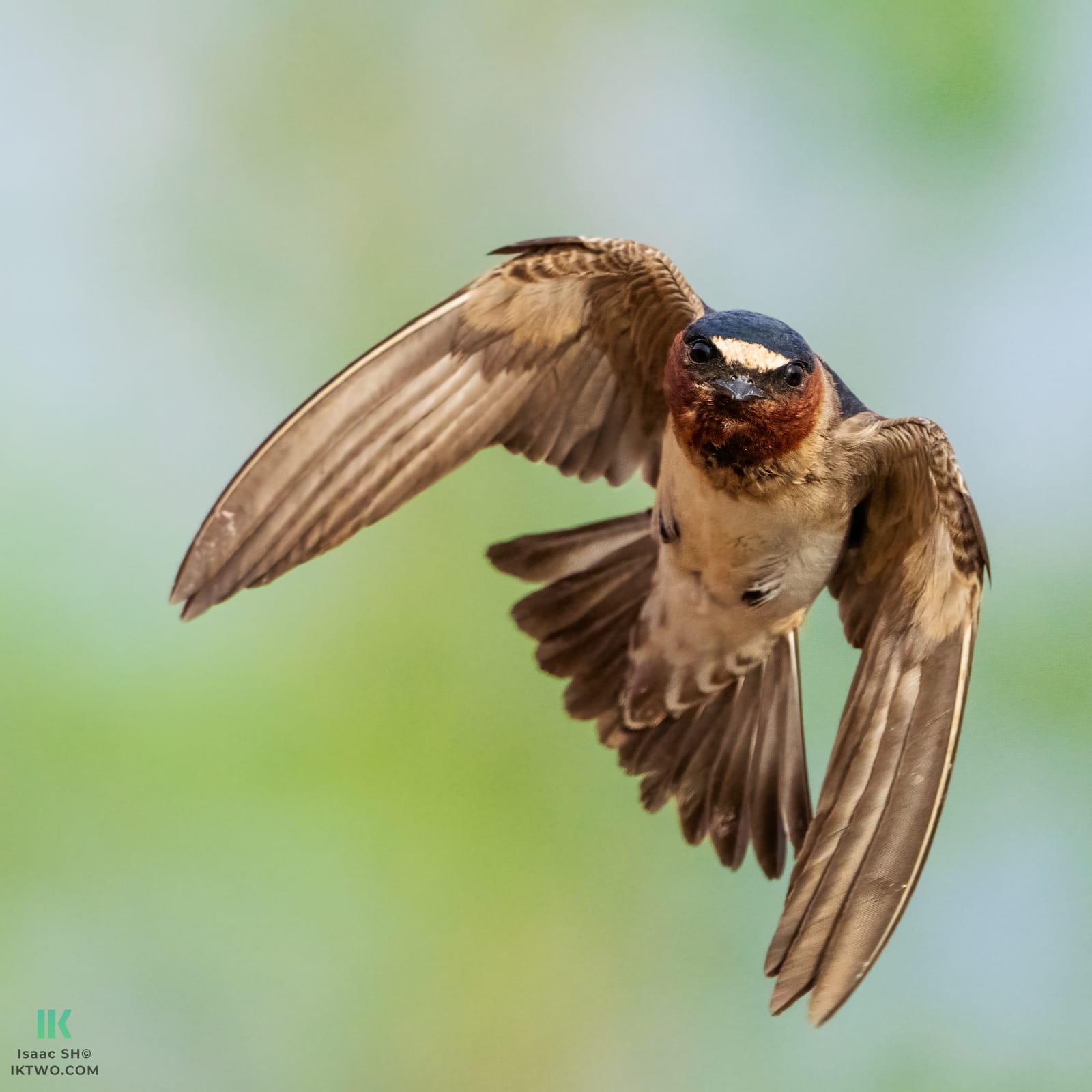 Photo from “Swallows in flight”