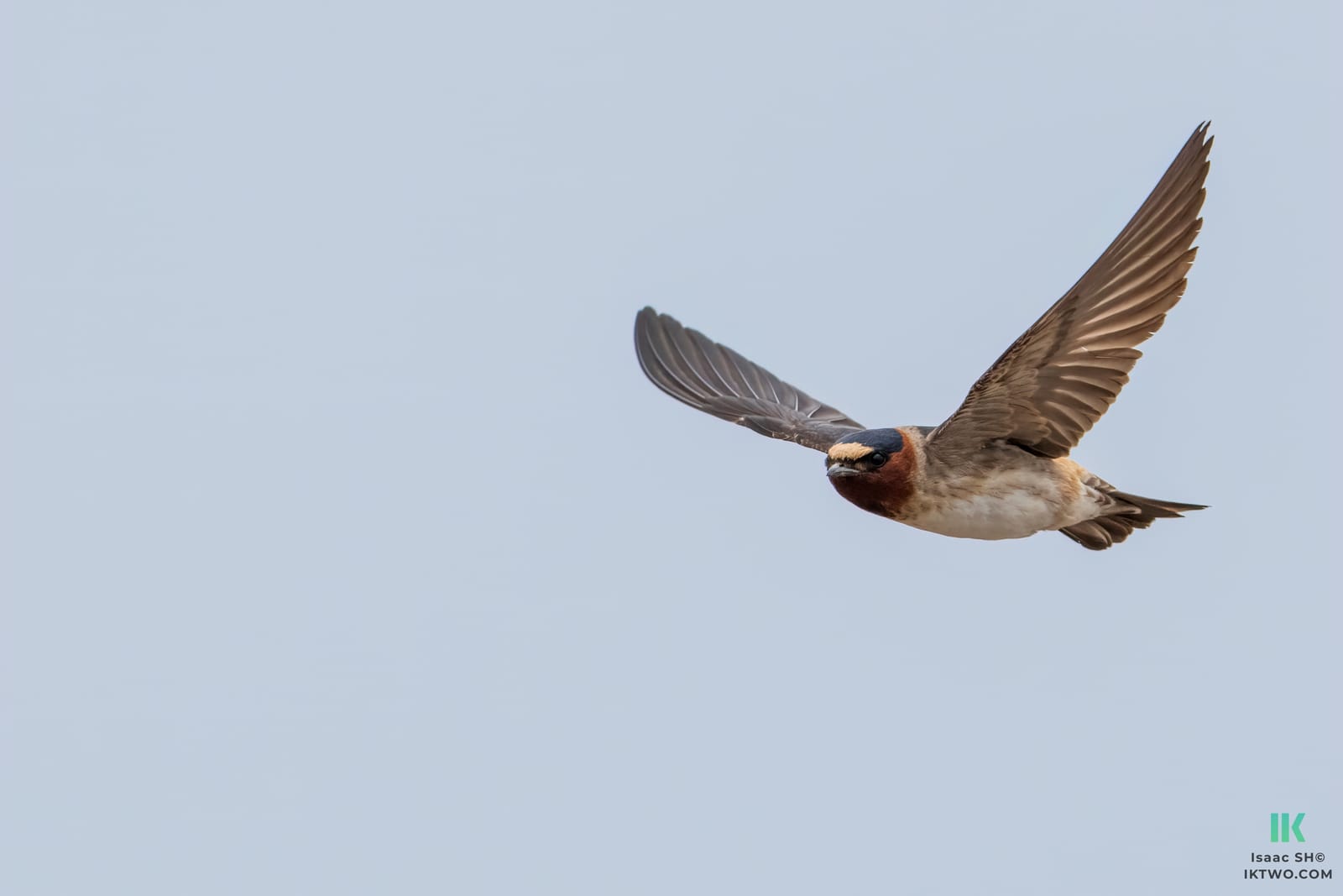 Photo from “Swallows in flight”