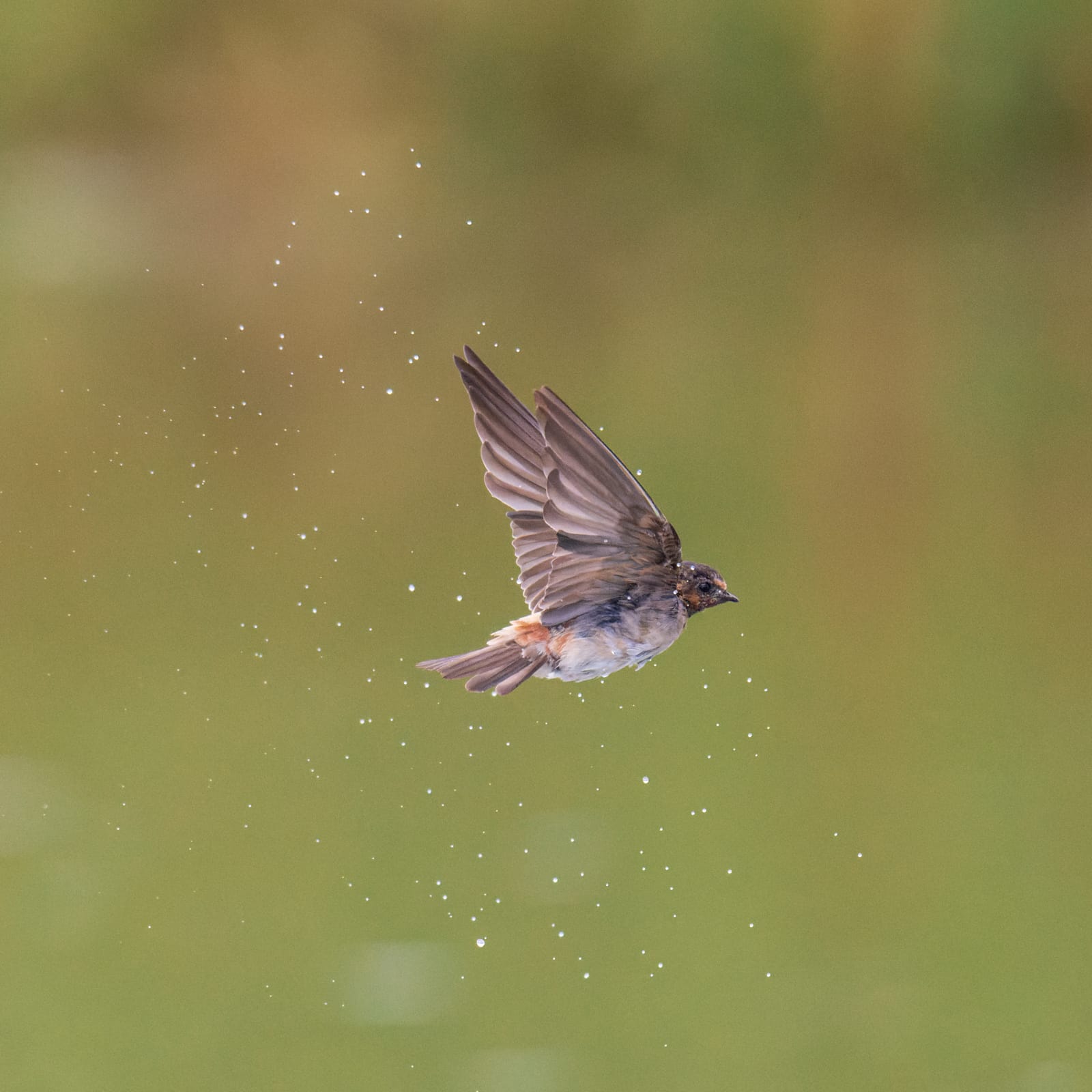 Photo from “Swallows in flight”