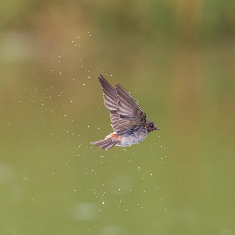 Photo from “Swallows in flight”