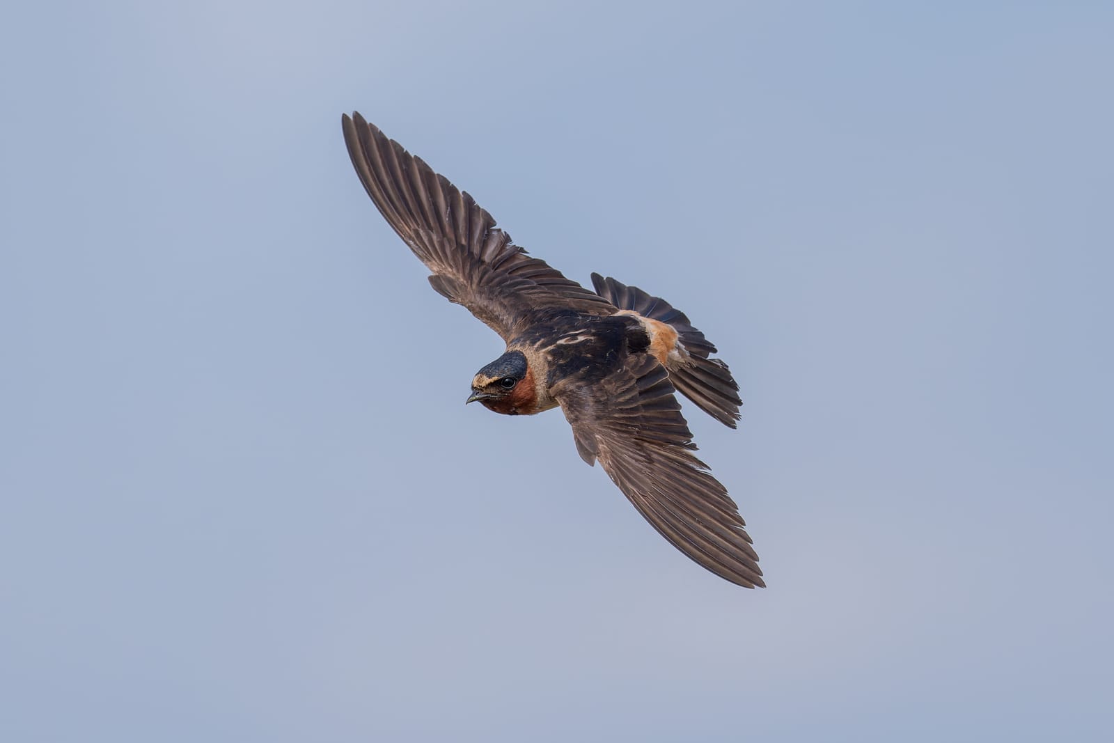 Photo from “Swallows in flight”