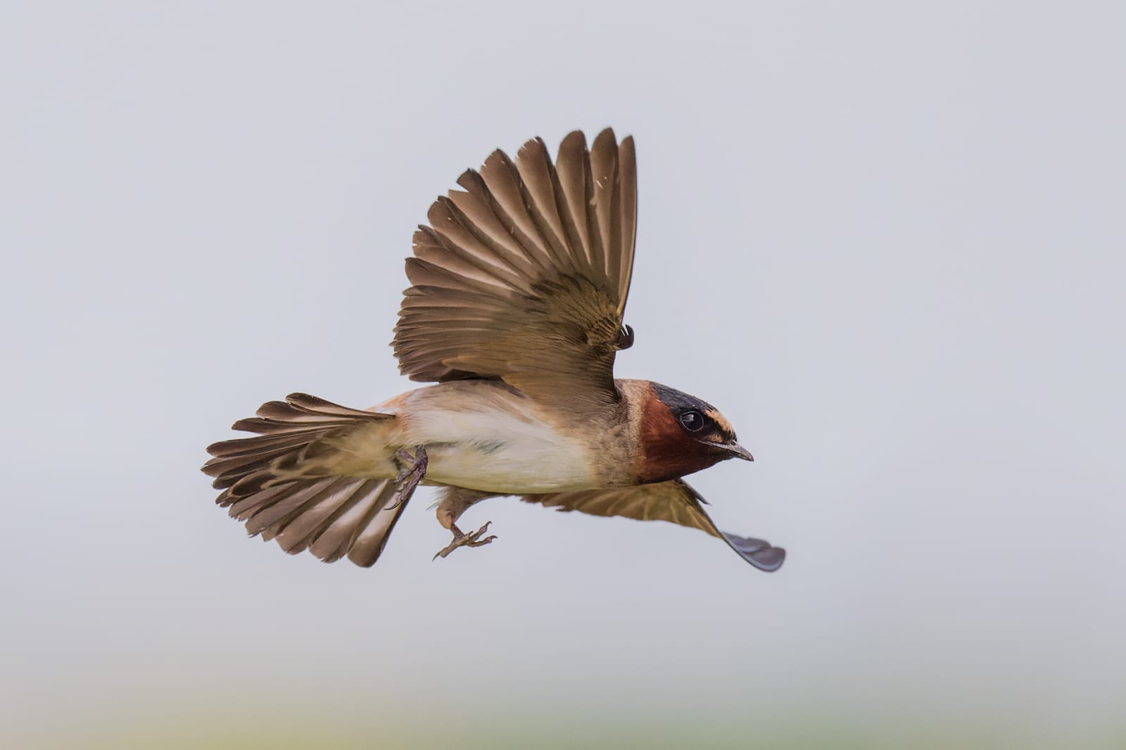 Photo from “Swallows in flight”