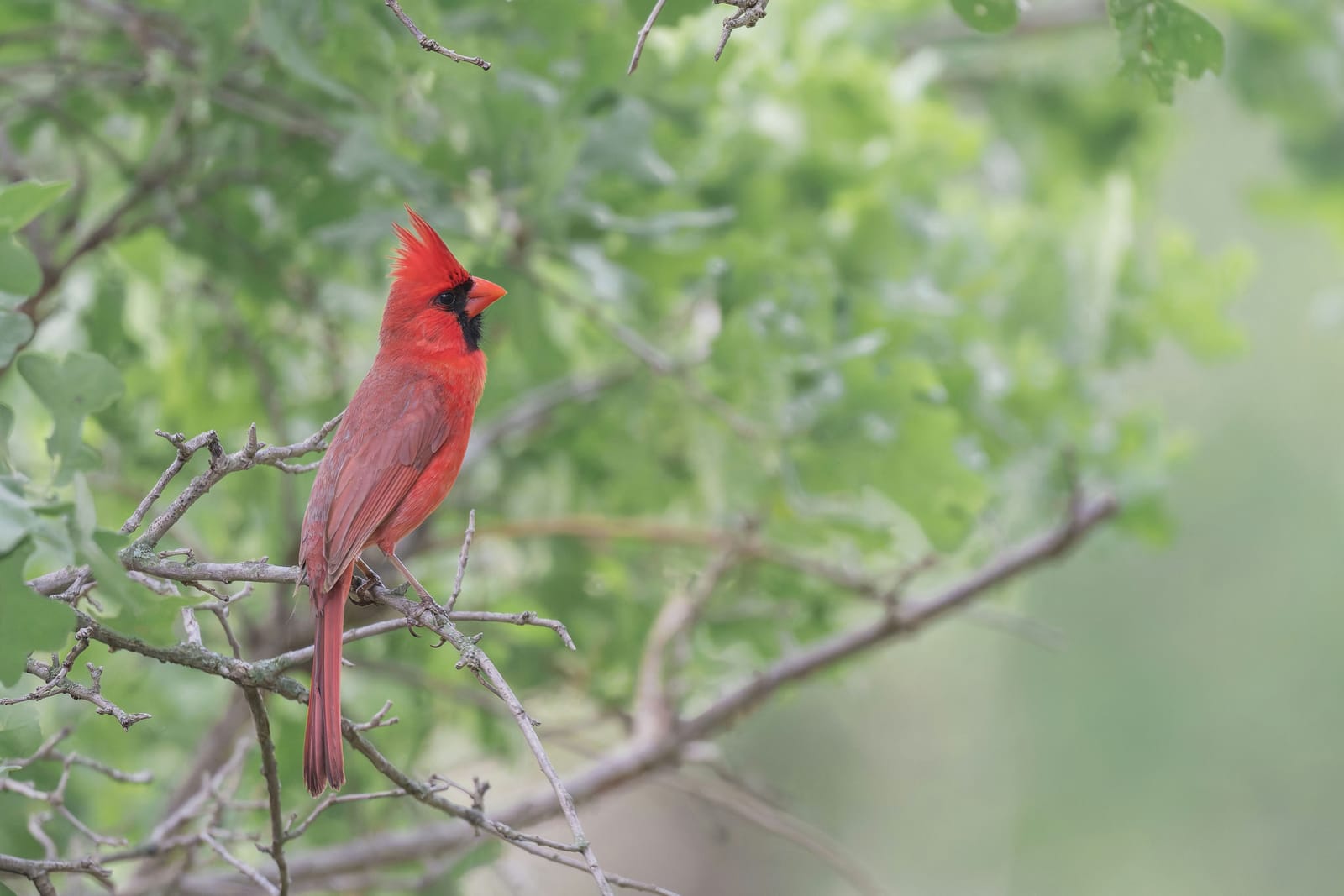 Photo from “Wichita Mountains WR - Abril”