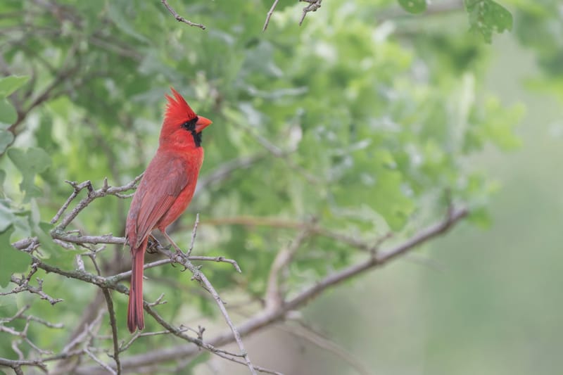 Photo from “Wichita Mountains WR - Abril”