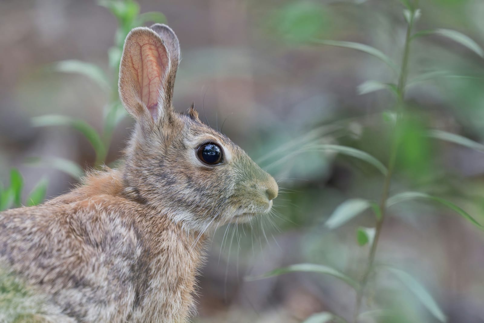 Photo from “Wichita Mountains WR - Abril”