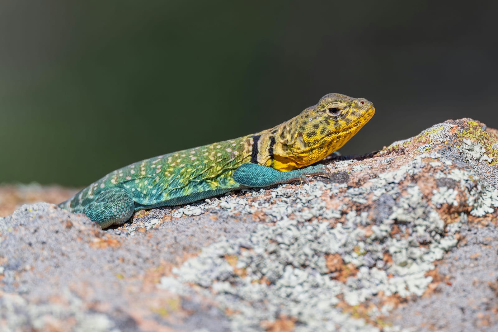 Photo from “Wichita Mountains WR - Abril”