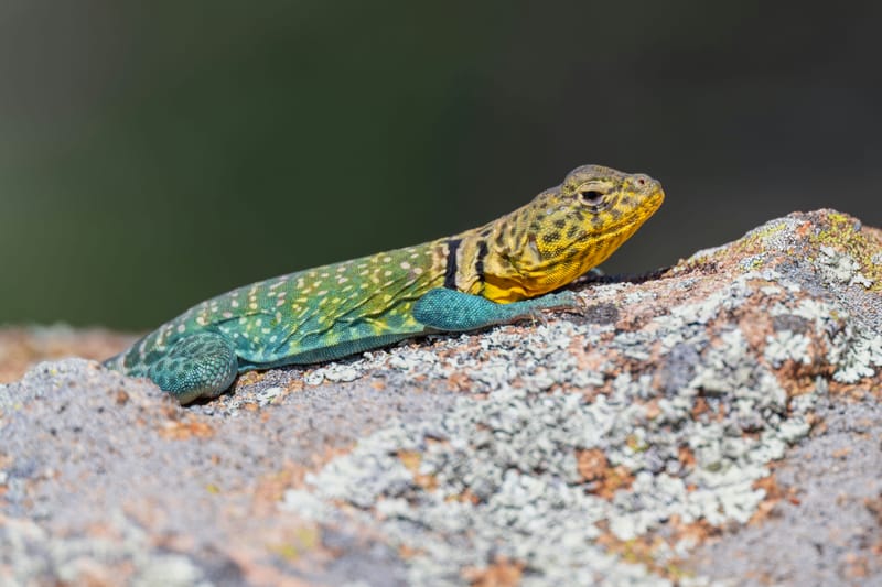 Photo from “Wichita Mountains WR - Abril”