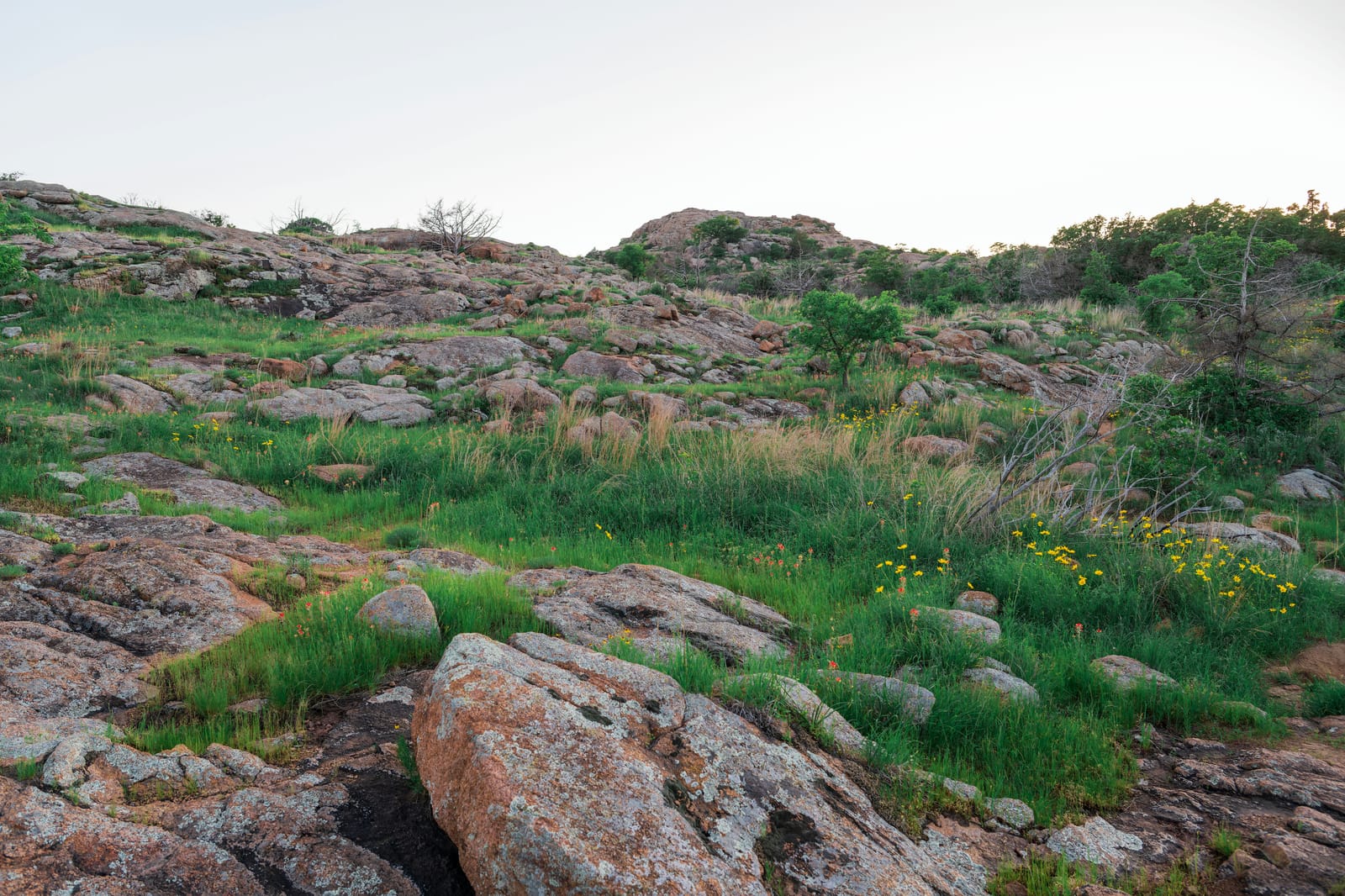 Photo from “Wichita Mountains WR - Abril”