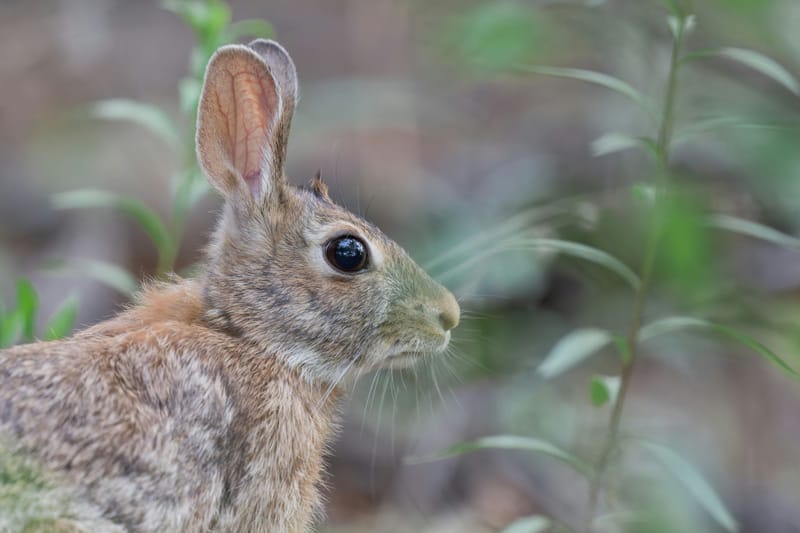 Photo from “Wichita Mountains WR - Abril”